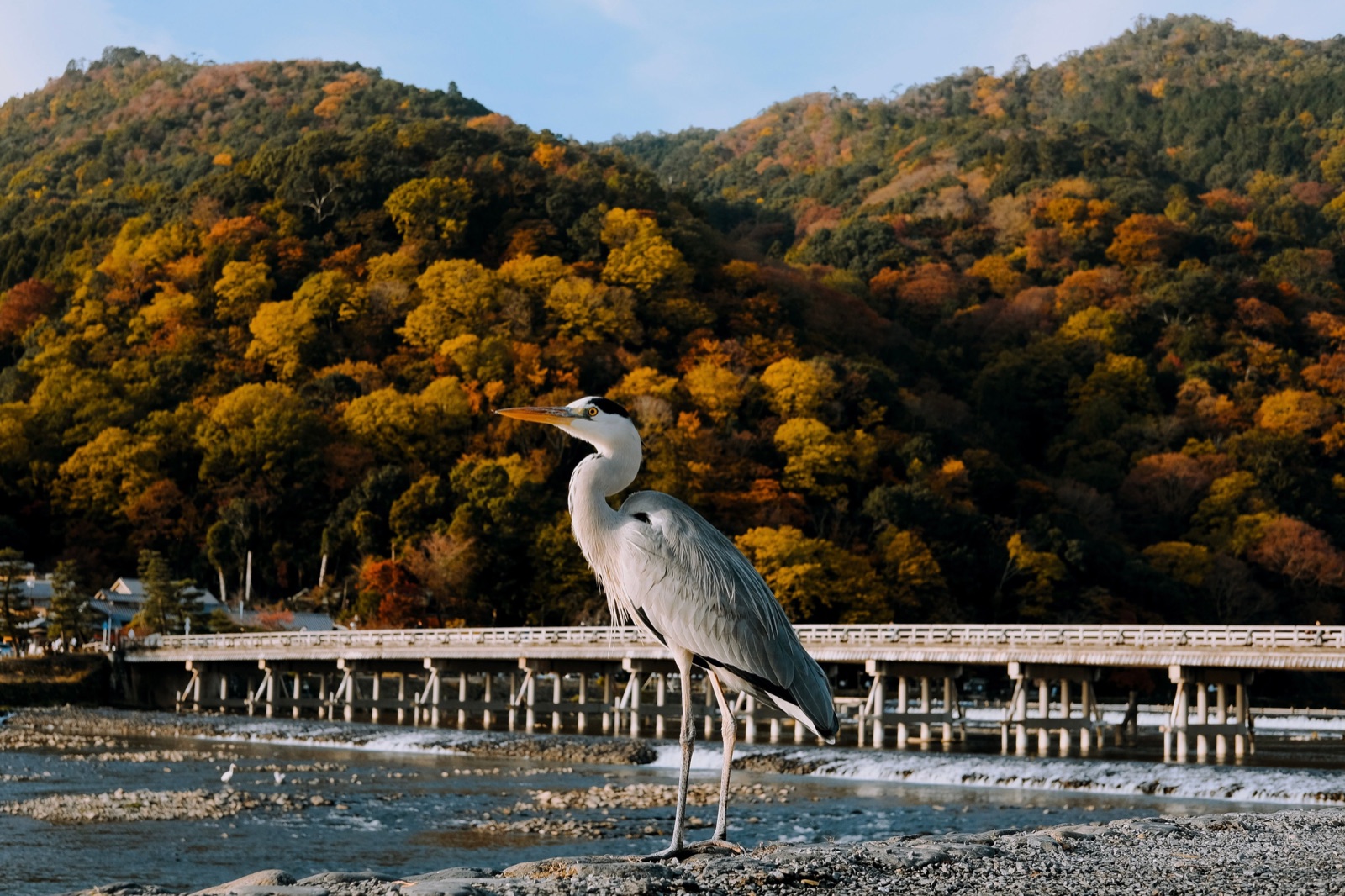 Autumn riverside scenery near Arashiyama in Kyoto